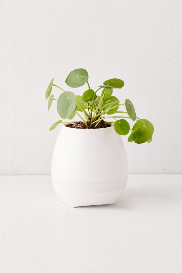 Planter Bluetooth Speaker #1