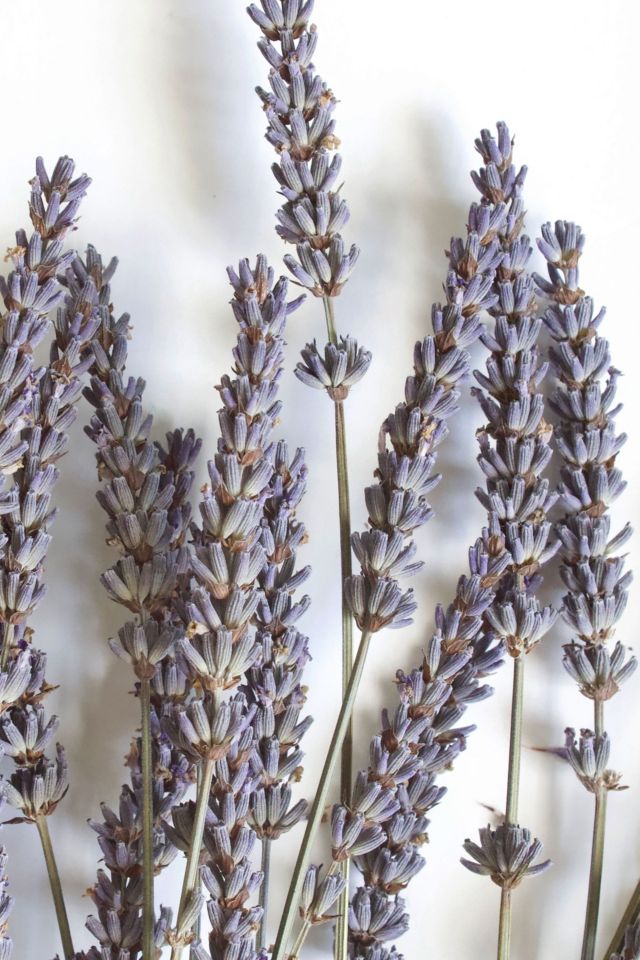 Dried Lavender - 25 Bunches – PetalDriven