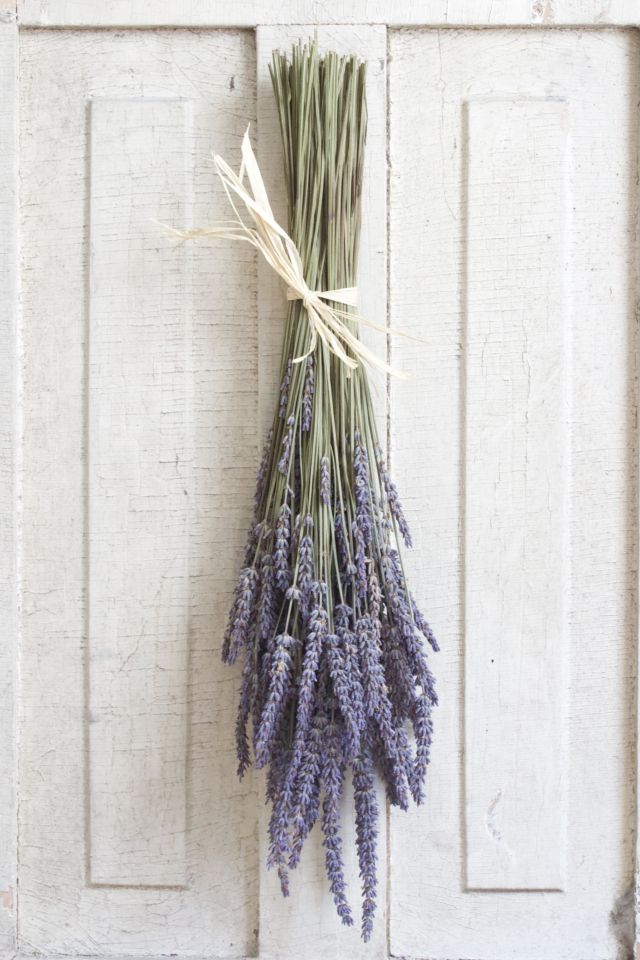 Dried Lavender French — Plenty Flowers