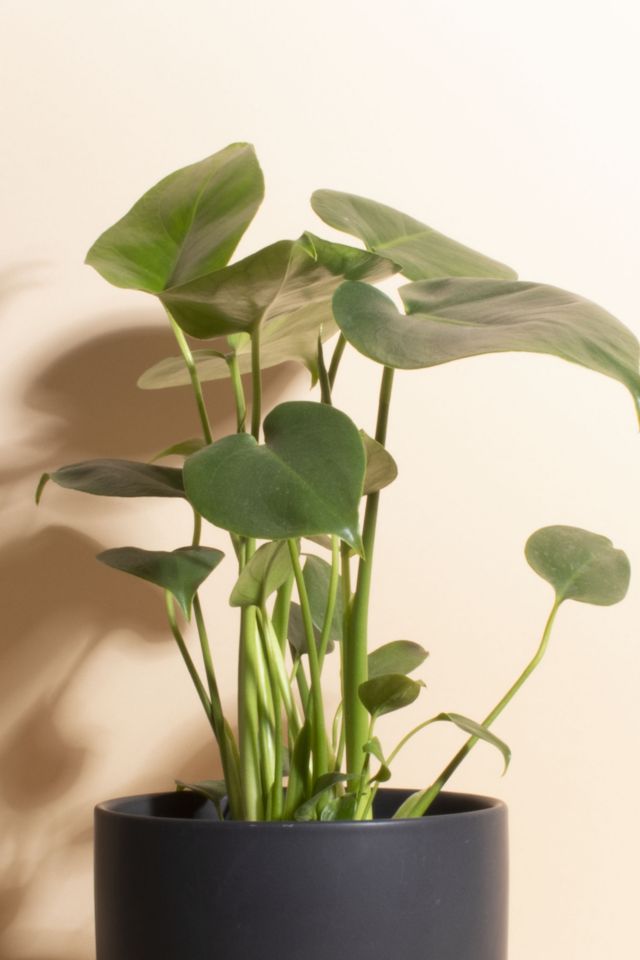 Home Botanicals Monstera in Black Mid Centruy Modern Ceramic Cylinder Planter #1