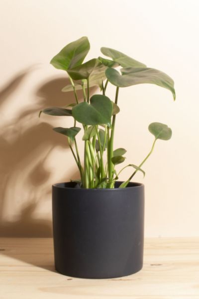 Home Botanicals Monstera in Black Mid Centruy Modern Ceramic Cylinder Planter