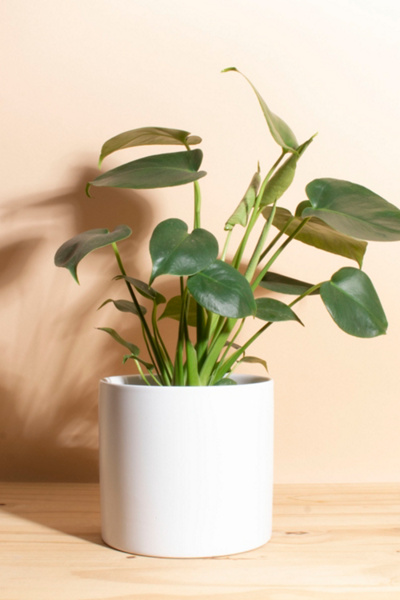 Home Botanicals Monstera in White Mid Centruy Modern Ceramic Cylinder Planter