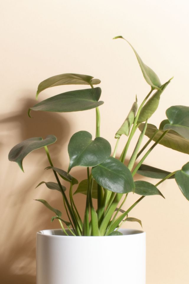 Home Botanicals Monstera in White Mid Centruy Modern Ceramic Cylinder Planter #1