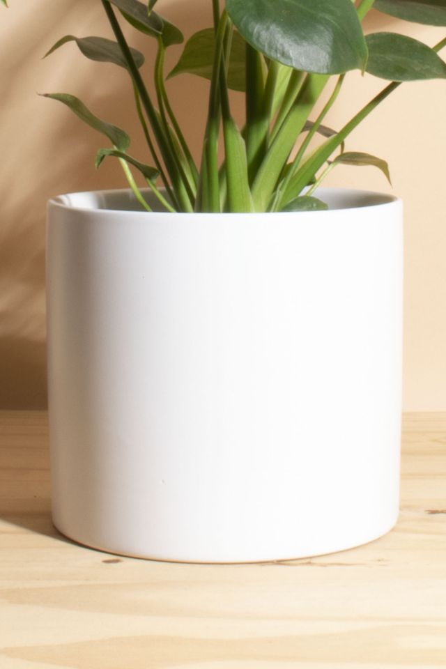 Home Botanicals Monstera in White Mid Centruy Modern Ceramic Cylinder Planter #2