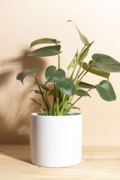 Home Botanicals Monstera in White Mid Centruy Modern Ceramic Cylinder Planter