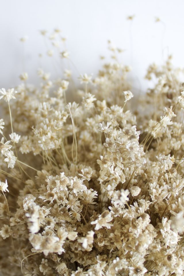Roxanne's Dried Flowers Star Flowers #1