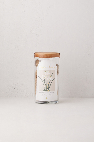 Modern Sprout Paperwhite Bulb Kit | Urban Outfitters