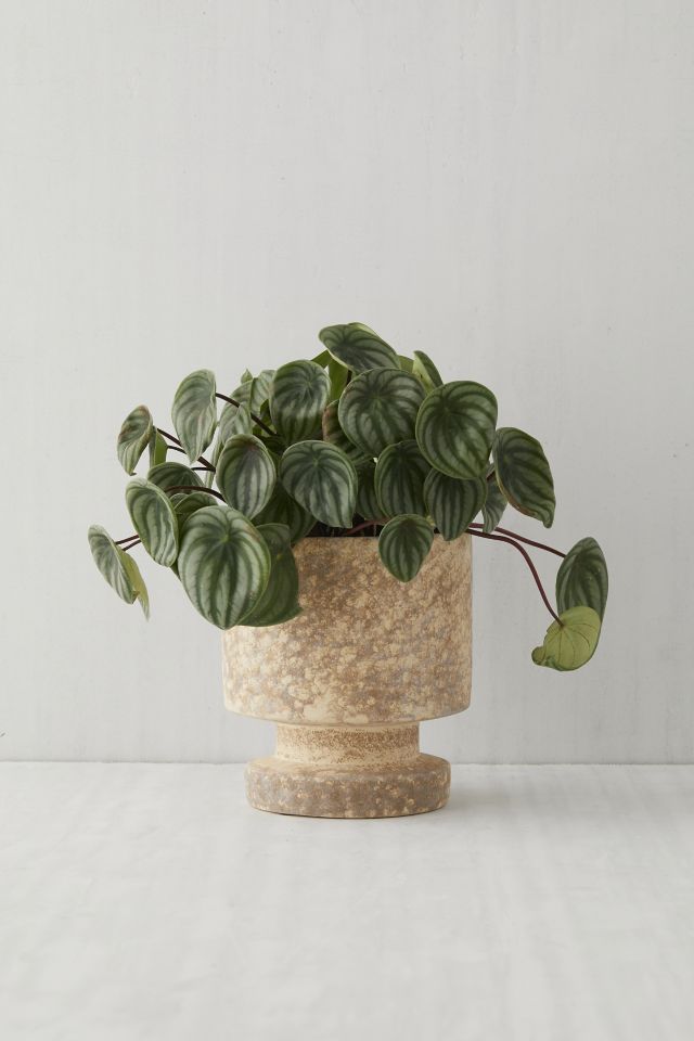 Lila Planter #1
