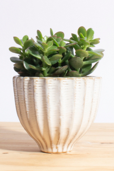 Home Botanicals Jade Succulent in Ceramic Planter
