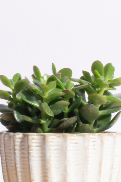 Home Botanicals Jade Succulent in Ceramic Planter - Thumbnail 3