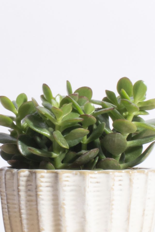 Home Botanicals Jade Succulent in Acorn Ceramic Planter #1