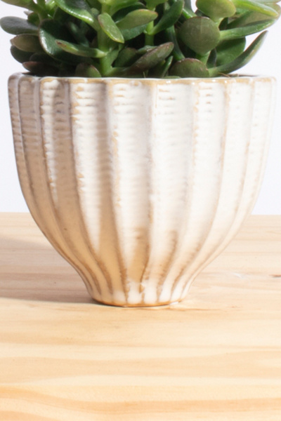 Home Botanicals Jade Succulent in Ceramic Planter - Thumbnail 4