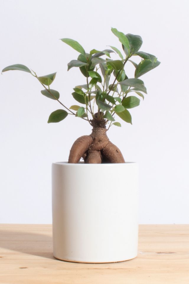 øre Forvent det en kop Home Botanicals Ficus Ginseng in White Cylinder Ceramic Planter | Urban  Outfitters