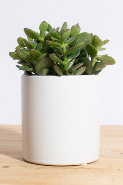 Home Botanicals Jade Succulent Planter - Thumbnail 2
