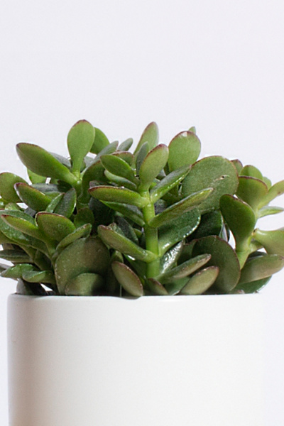 Home Botanicals Jade Succulent Planter - Thumbnail 3