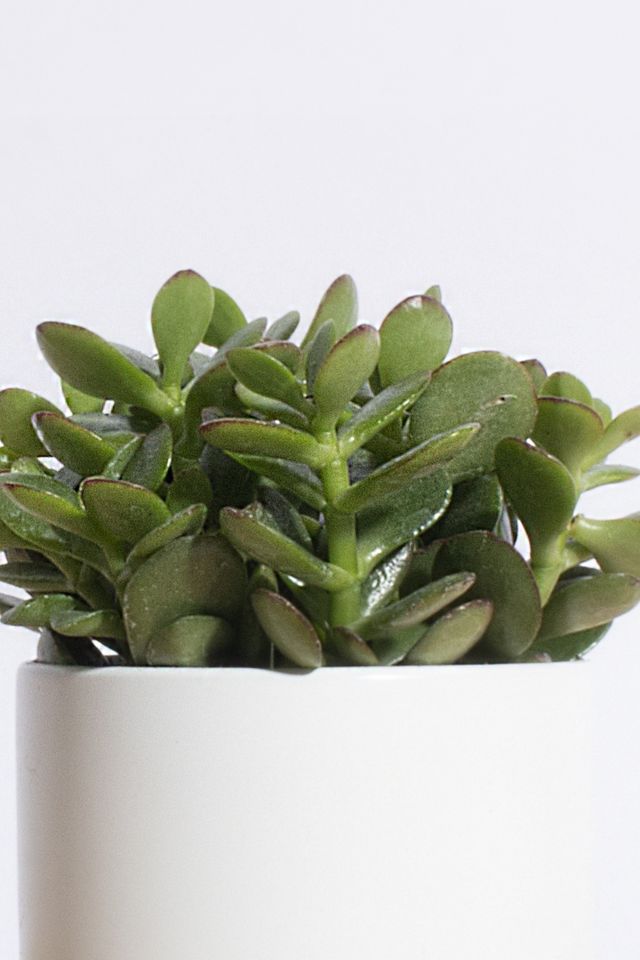 Home Botanicals Jade Succulent in White Cylinder Ceramic Planter #1