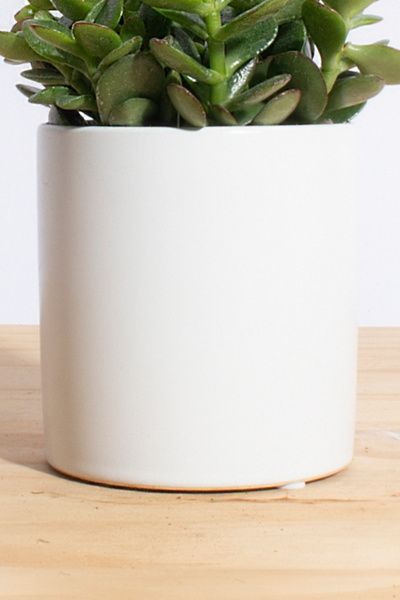 Home Botanicals Jade Succulent Planter
