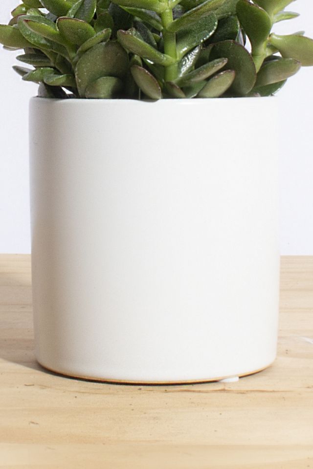 Home Botanicals Jade Succulent in White Cylinder Ceramic Planter #2