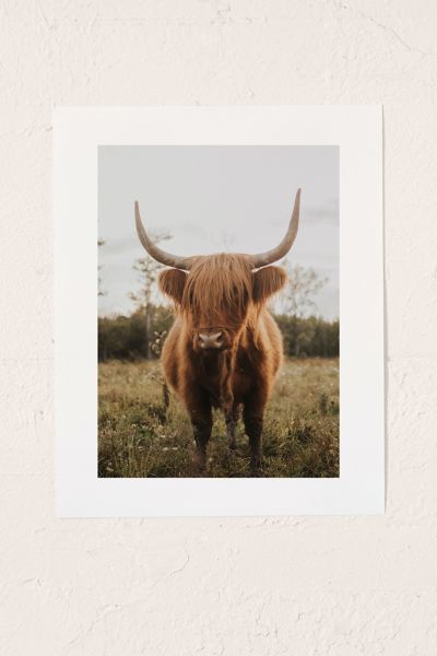 Chelsea Victoria L'Art Imprimé de la Vache Highland Curieuse