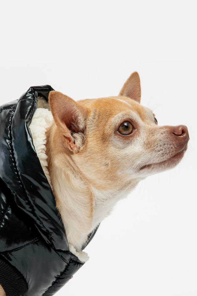 Silver paw dog store coat