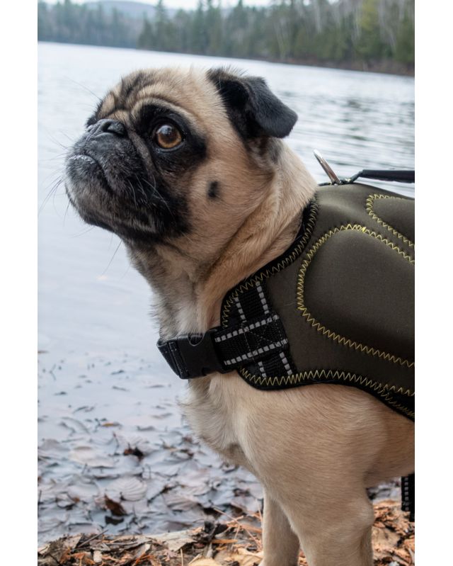 Dog harness shop pug life