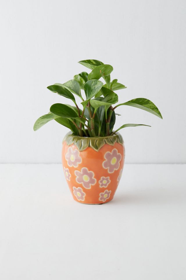 Strawberry Planter #1