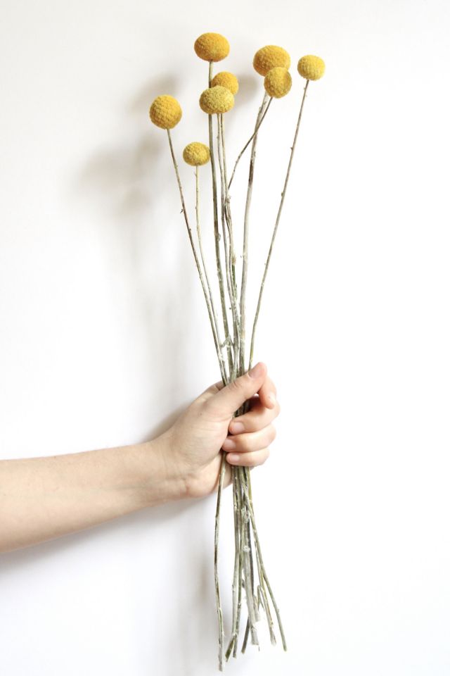 Roxanne's Dried Flowers Billy Buttons #1