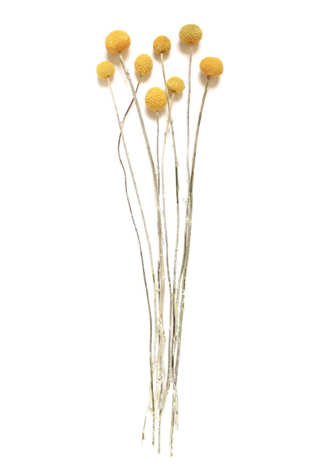 Roxanne's Dried Flowers Billy Buttons #2