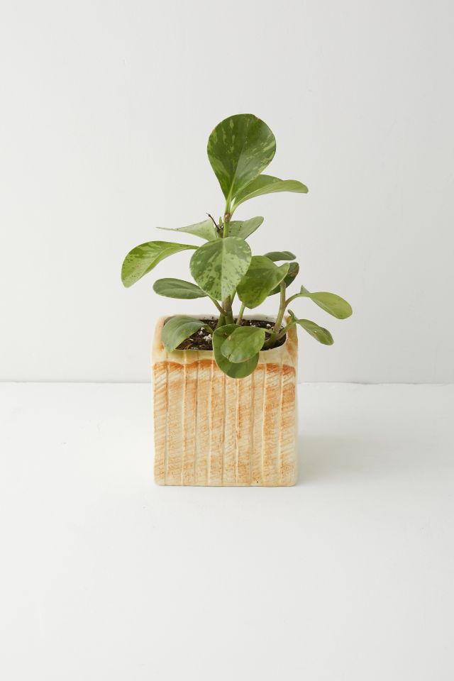 Loaf Shaped Planter #3