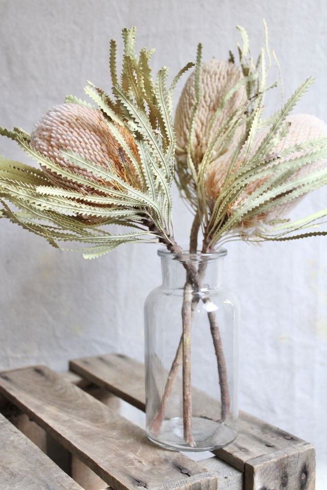 Roxanne's Dried Flowers Banksia Hookeriana #1