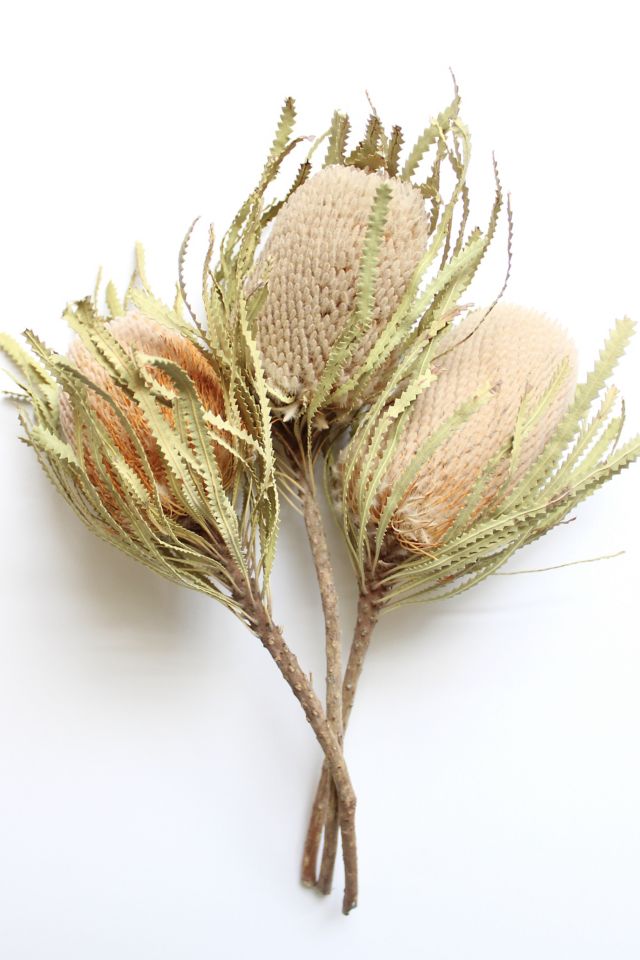 Roxanne's Dried Flowers Banksia Hookeriana #2