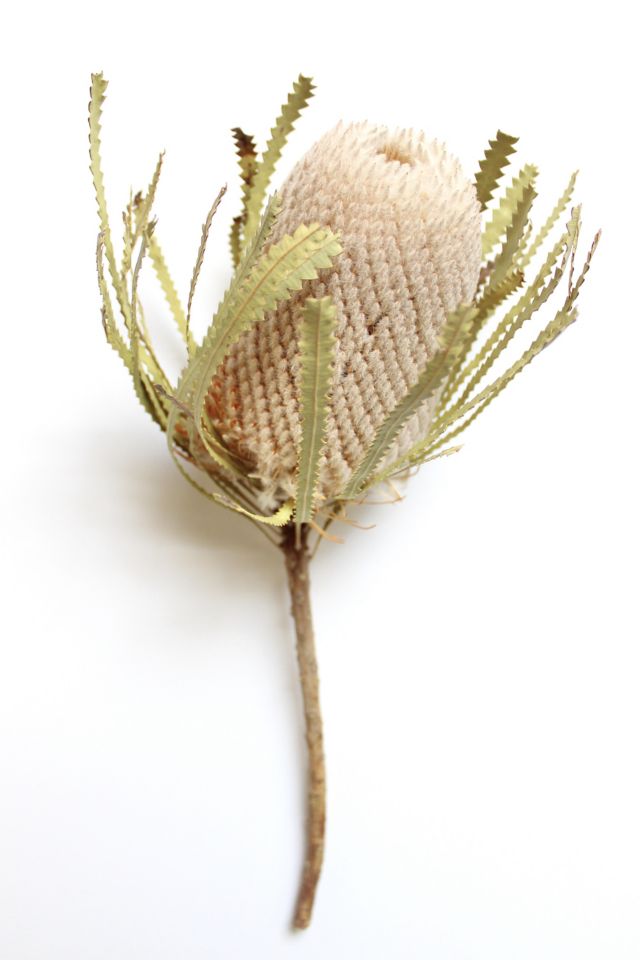 Roxanne's Dried Flowers Banksia Hookeriana #3