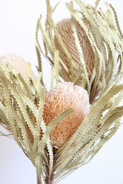 Roxanne's Dried Flowers Banksia Hookeriana