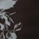 Brown Ivory Floral