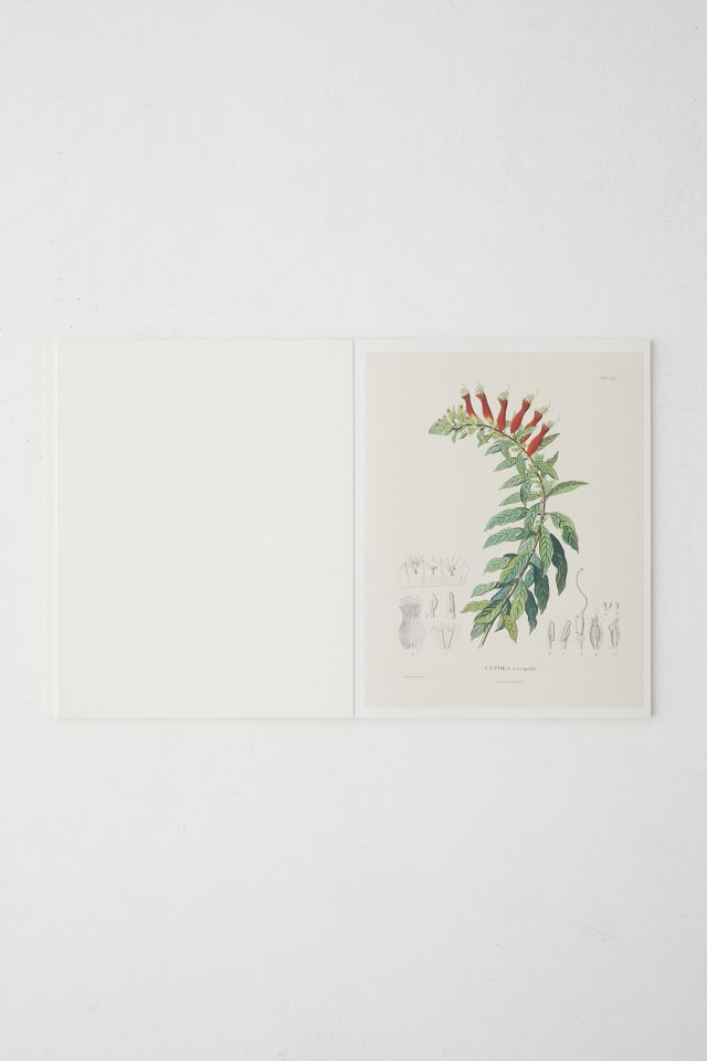 Alexander Von Humboldt Botanical Illustrations: 22 Pull-Out Posters By Otfried Baume #2