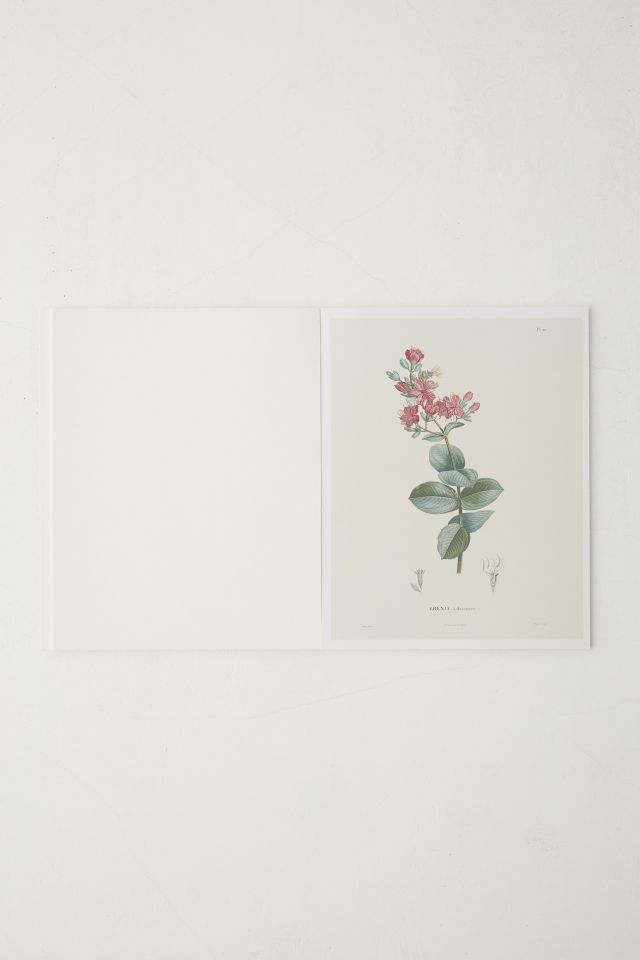 Alexander Von Humboldt Botanical Illustrations: 22 Pull-Out Posters By Otfried Baume #3
