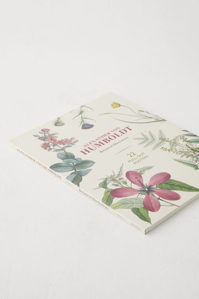 Alexander Von Humboldt Botanical Illustrations: 22 Pull-Out Posters By Otfried Baume #4