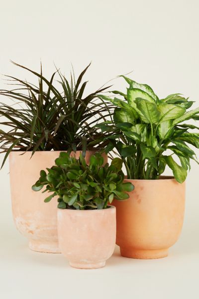 Hawkins New York Footed Terracotta Planter