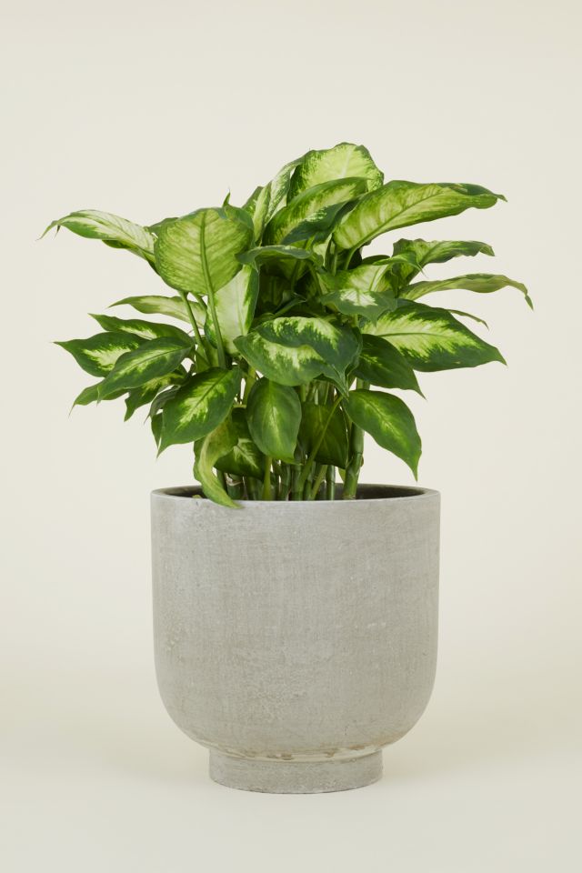 Hawkins New York Footed Fiber Cement Planter #2