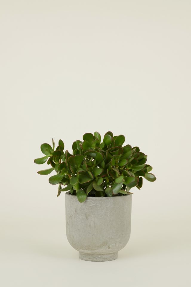 Hawkins New York Footed Fiber Cement Planter #3