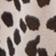 Spotted Dalmation