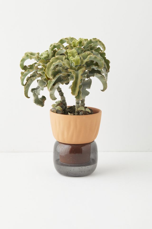 Carmella Small Self Watering Planter #2