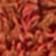 Terra Cotta