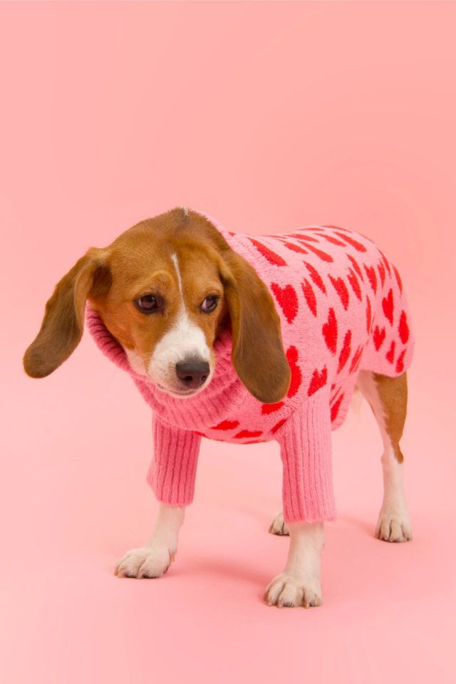 Little Beast The Love Pet Sweater