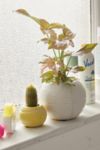 Tennis Ball Planter | Urban Outfitters