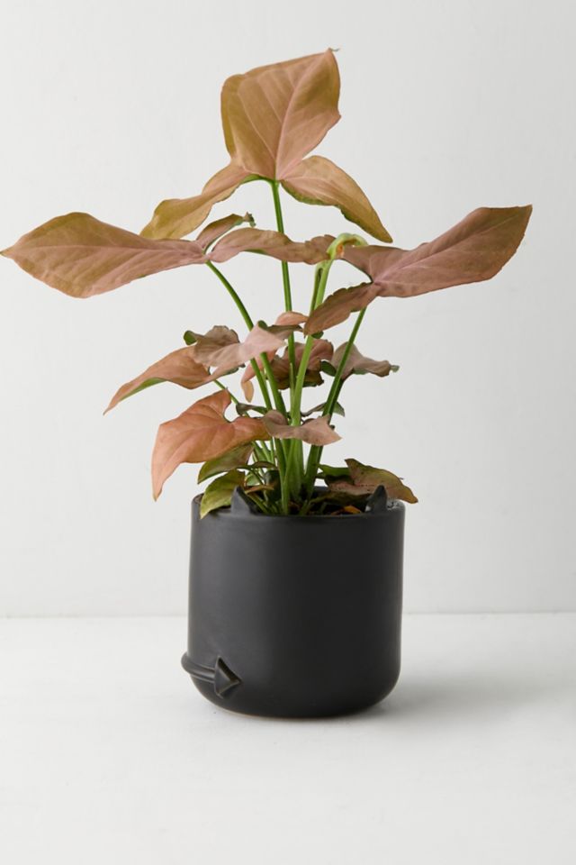 Horned Mini Planter #1