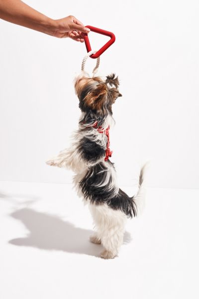 Wild One Triangle Tug Dog Toy