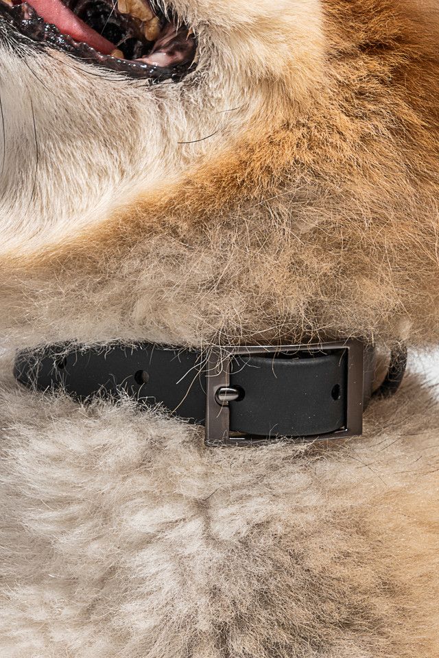 Wild One Dog Collar #2