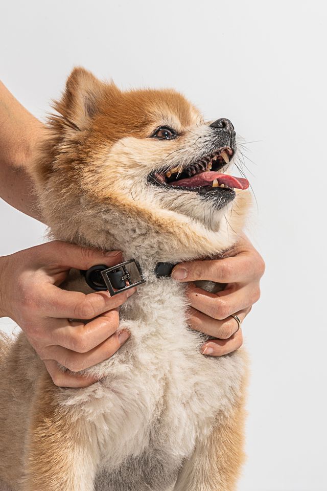 Wild One Dog Collar #3