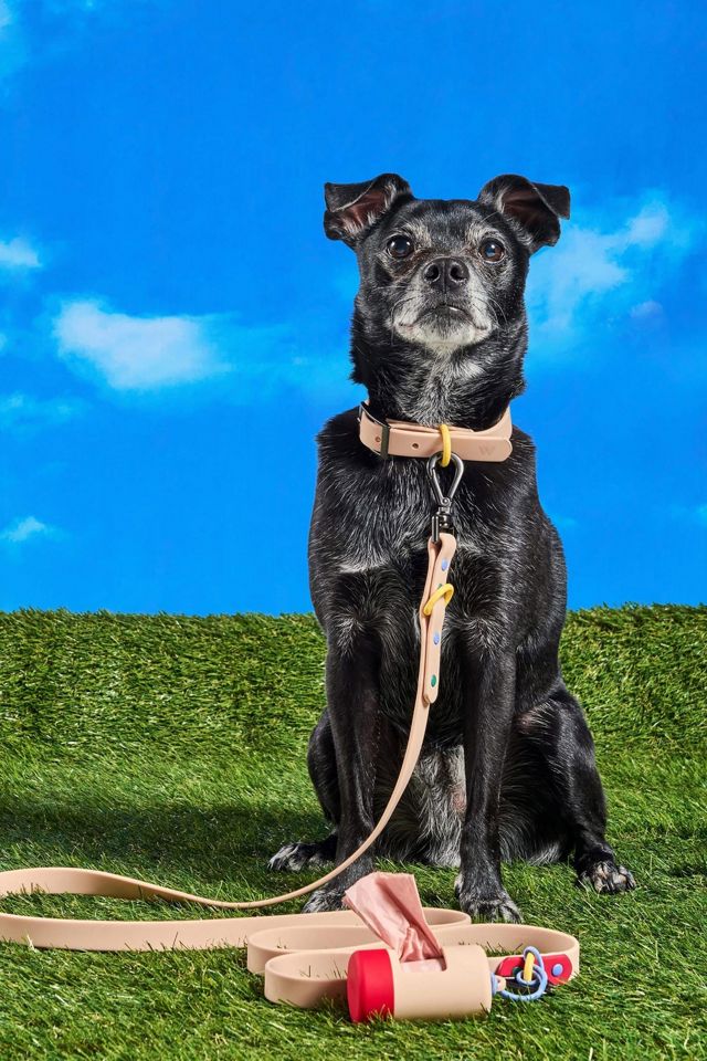Wild One Dog Collar #1